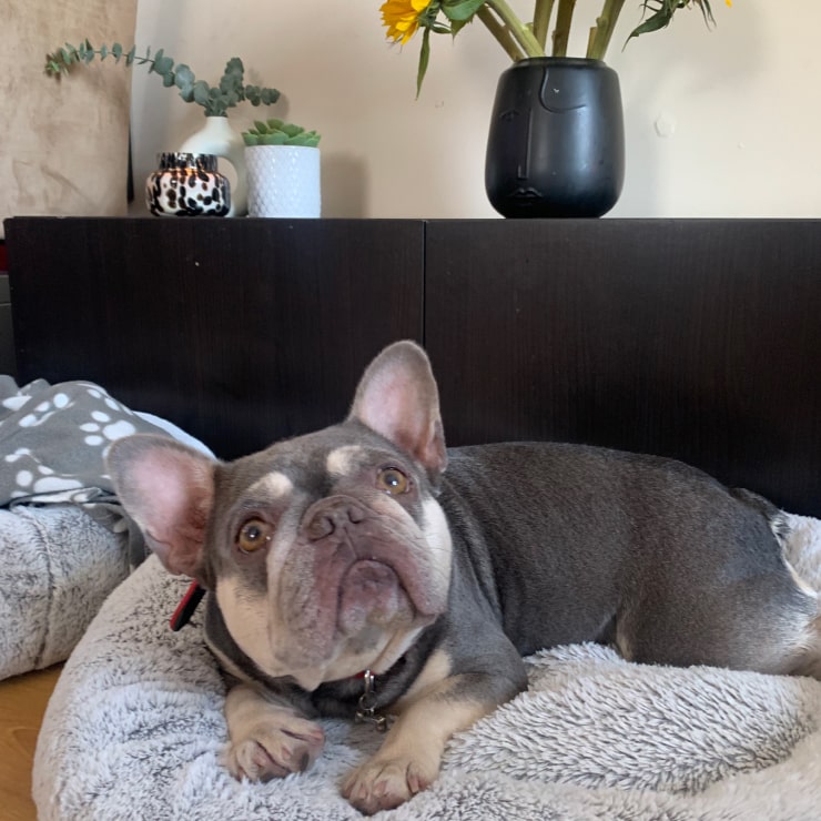 Cute frenchie laying on its bed looking at the camera