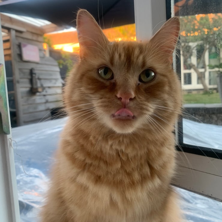 A ginger cat licking its lips