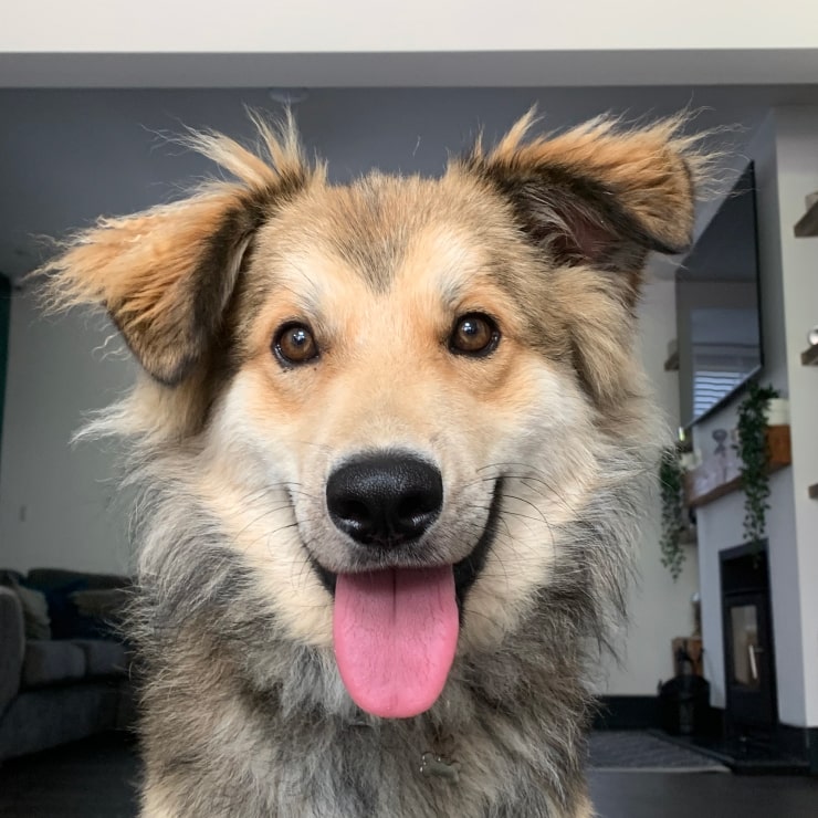 A happy dog with its tongue out