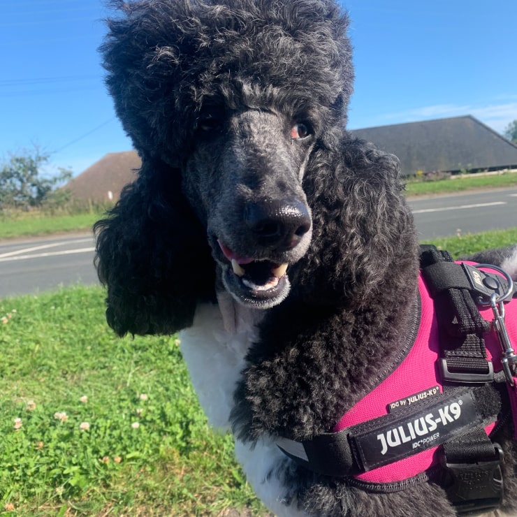 A fluffy dog on a walk