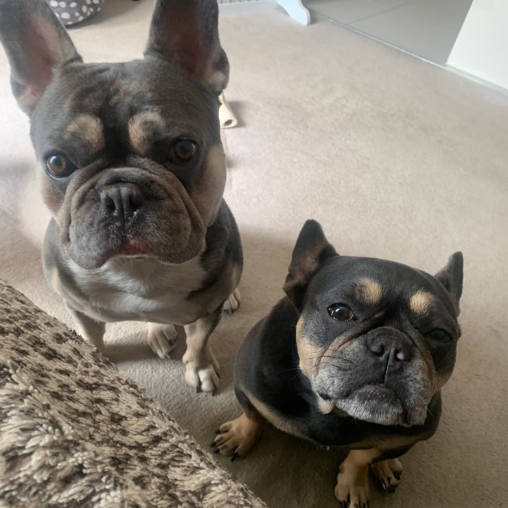 Two cute frenchies looking into the camera