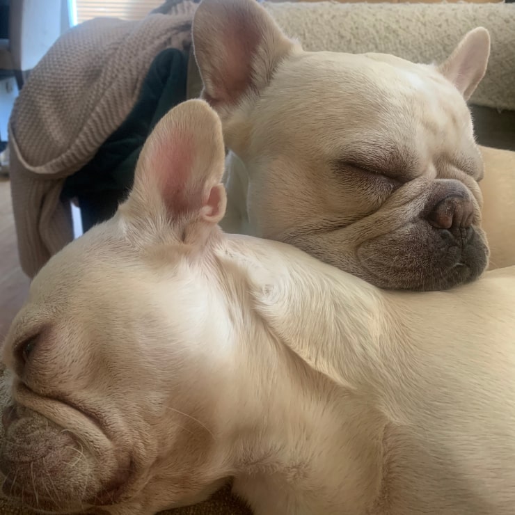 Two cute frenchies having a cuddle