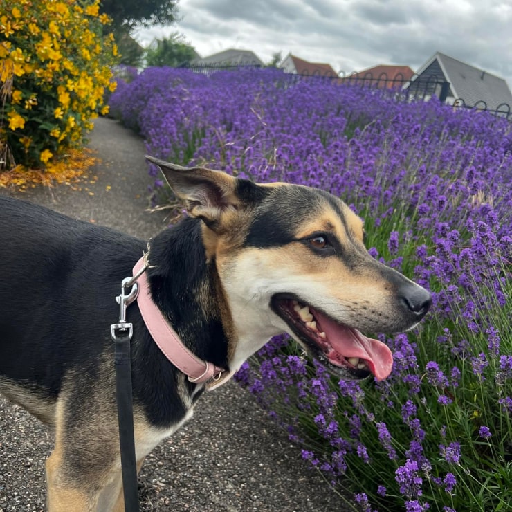 A cute dog looking at some flowers