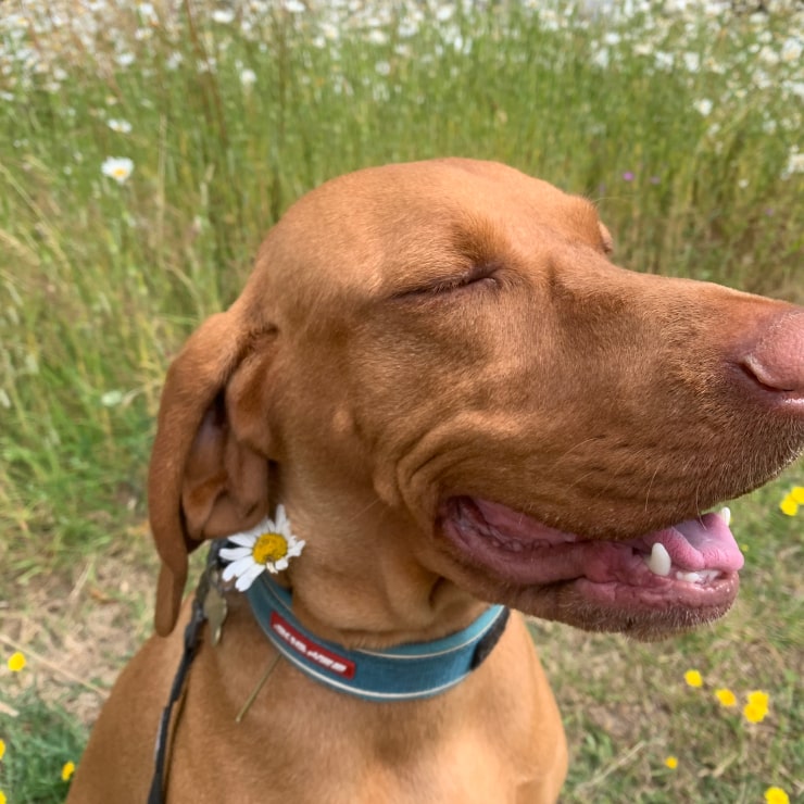 A brown dog smiling with its eyes closed