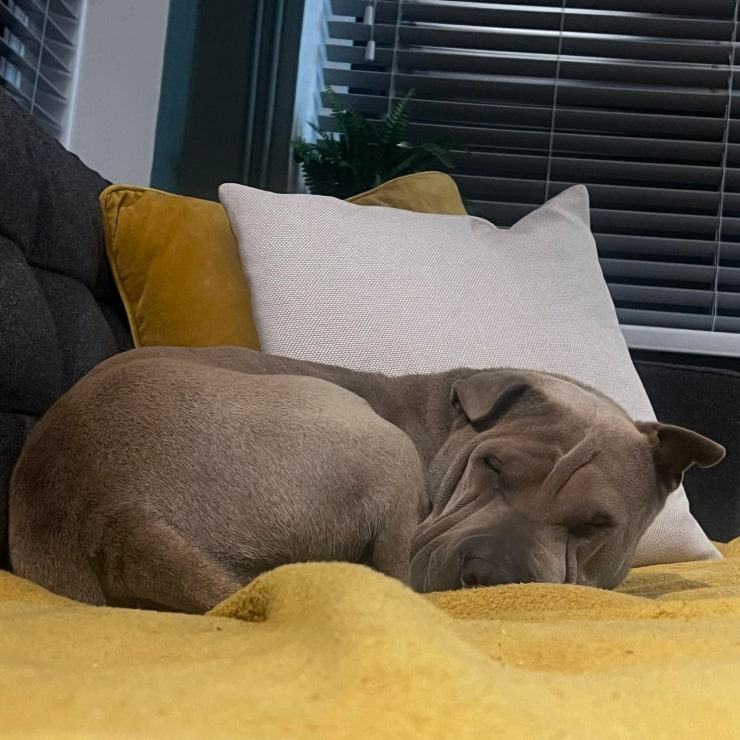 A grey dog curled up on the sofa sleeping