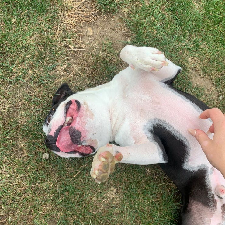 A cute dog laying upside down getting its tummy rubbed