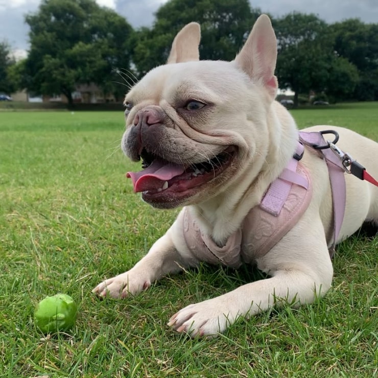 A cute frenchie laying on the grass with a ball