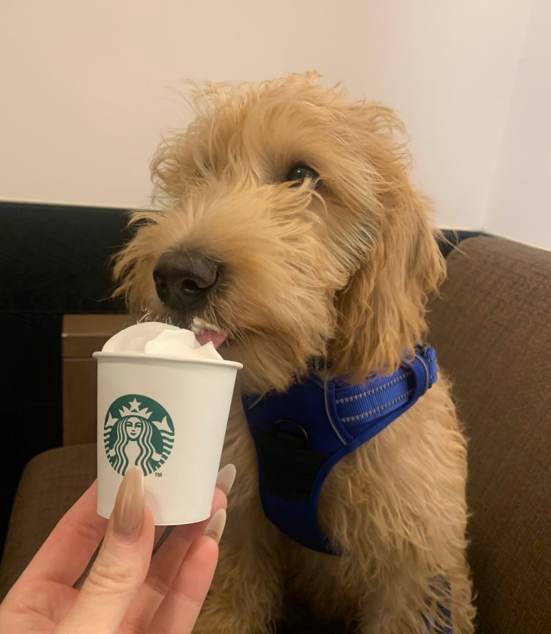 A cute dog licking a dog friendly ice-cream