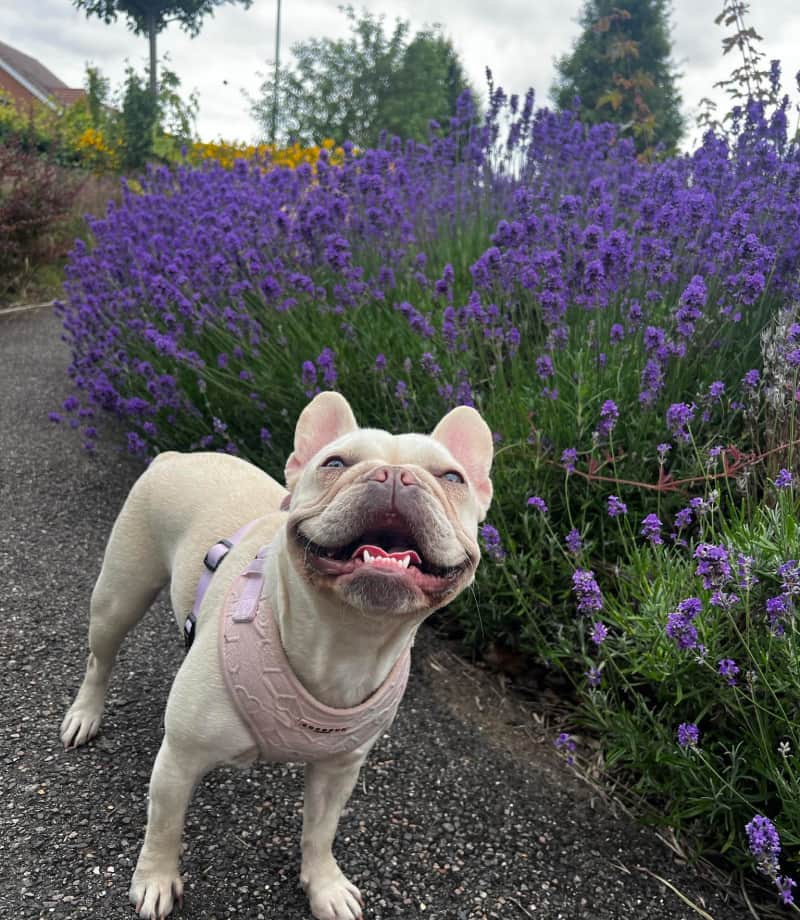 A cute dog smiling at the camera next to some flowers